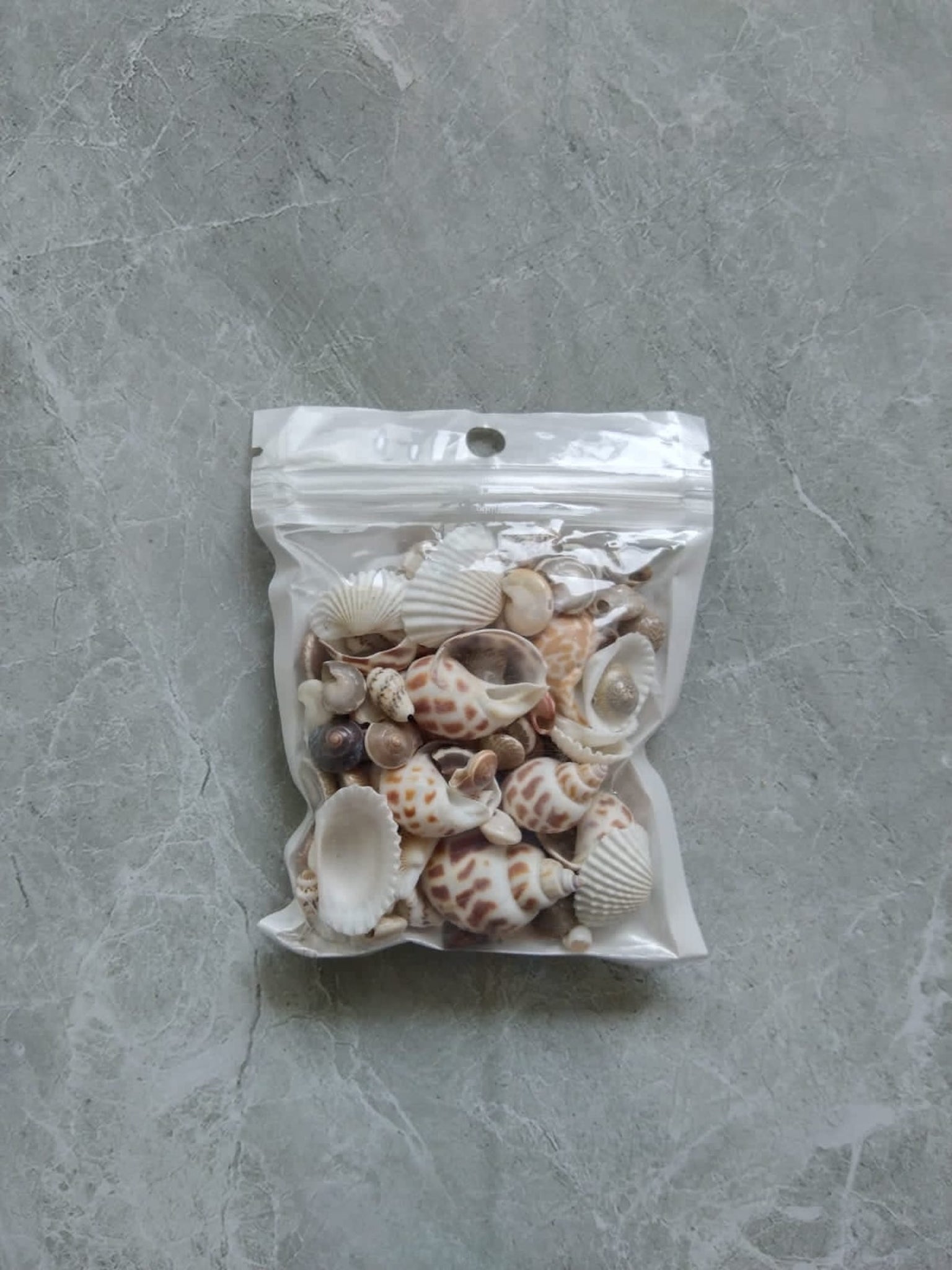 Mixed Sea Shells for Beach Art