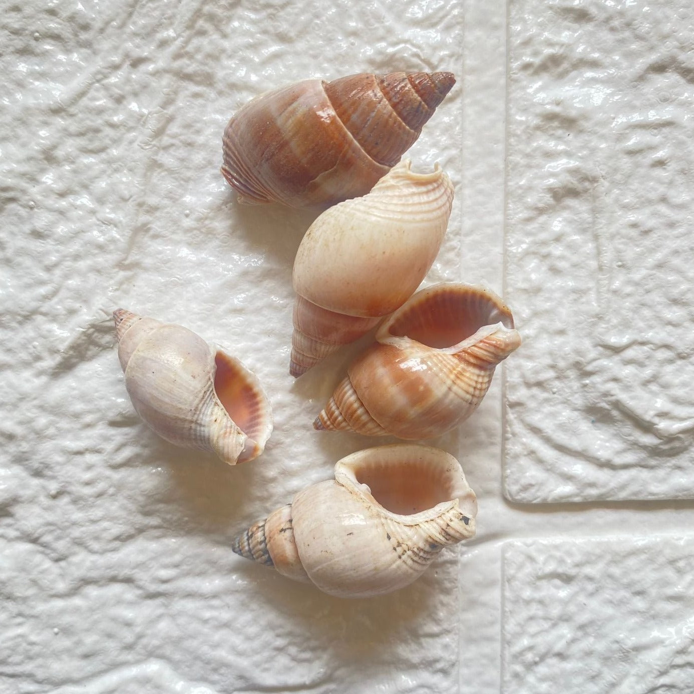 Banded Tulip Shell