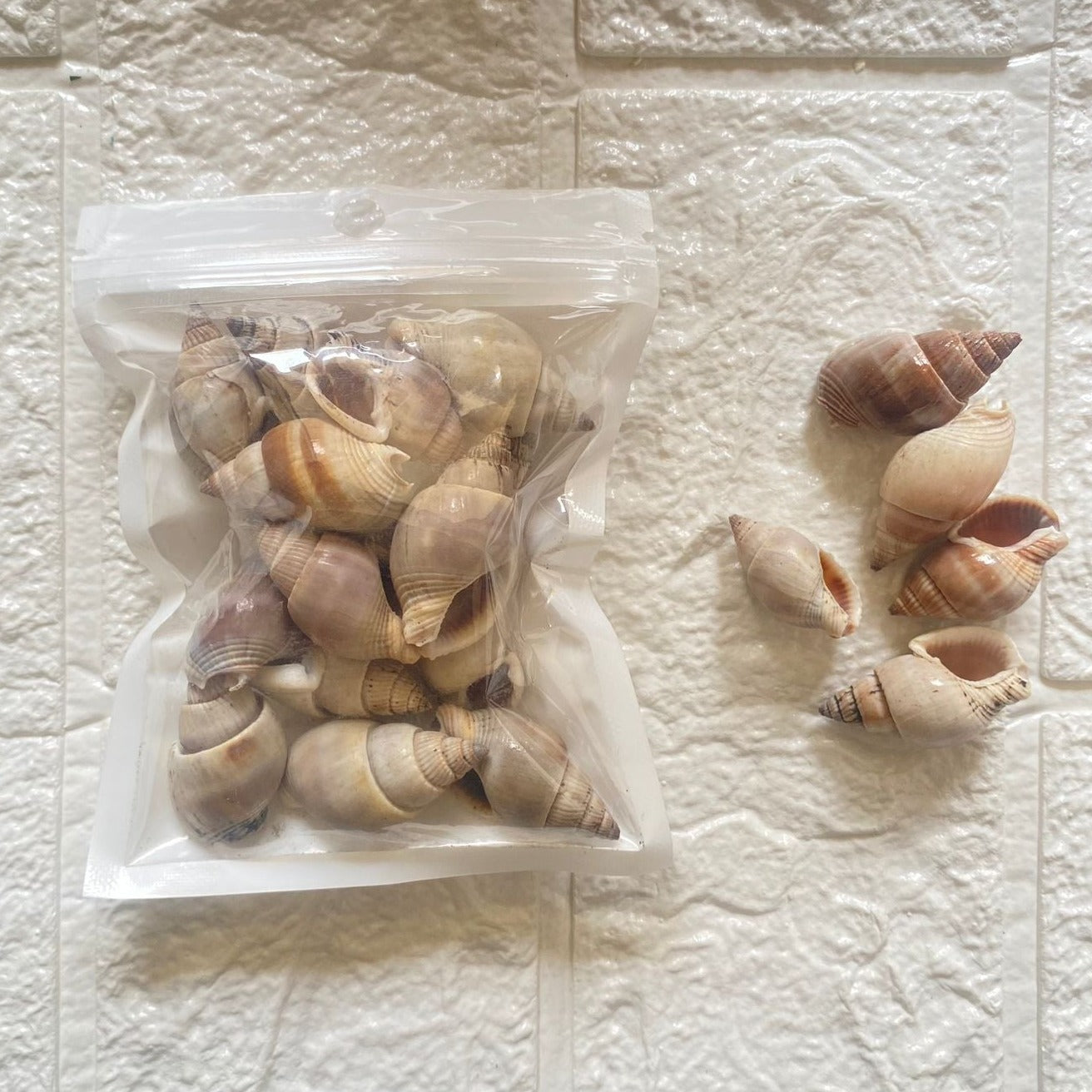 Banded Tulip Shell