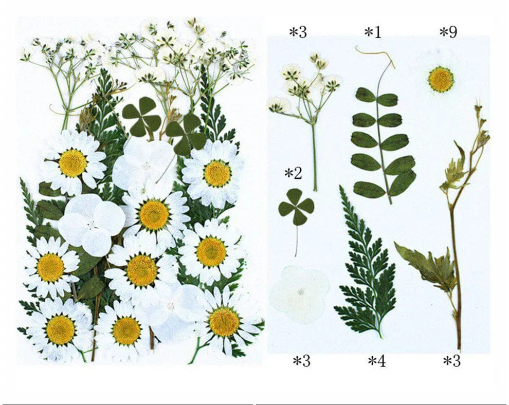 Pressed white natural flower