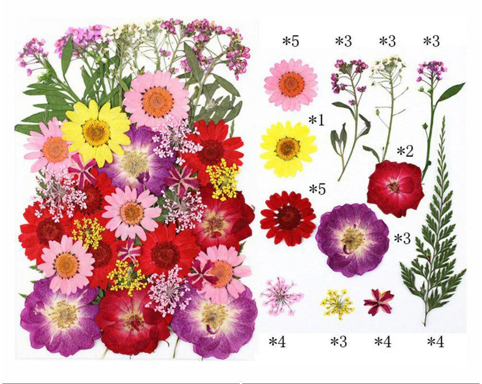 natural pressed dried flowers